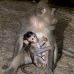 monkey_macaque_balinese_mf_ubud_v_1425_bal5146.jpg